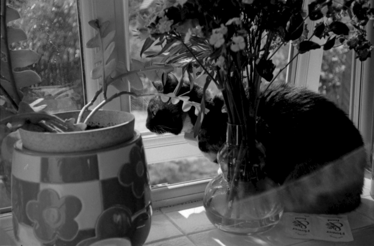 Spring & the cat: XyKqJVNAfT
