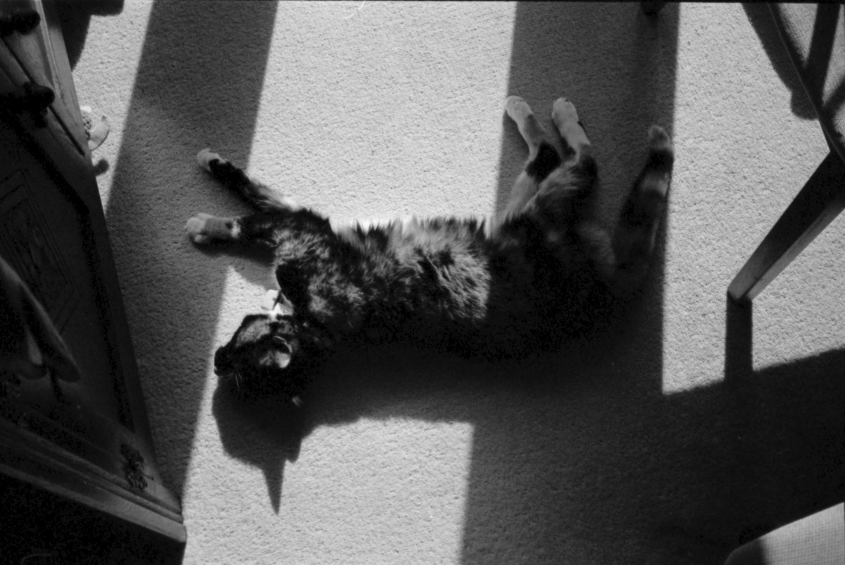 Spring & the cat: qPVM2MwQ79